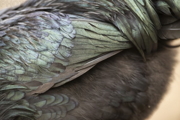 Ayam Cemani, Domestic Chicken (Gallus gallus domesticus), feathers, detail, black, Bavaria,