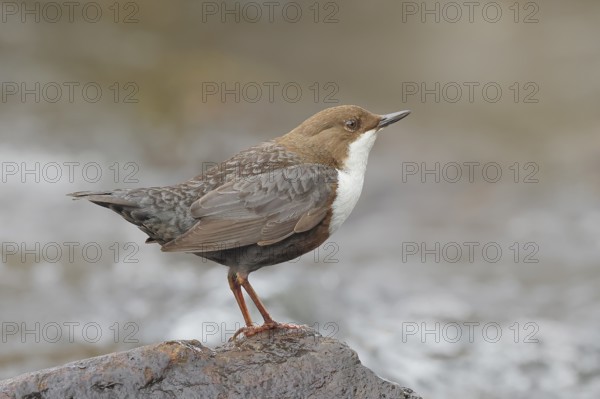 White-throated Dipper (Cinclus cinclus) on a stone on the bank of a river, wildlife, nature