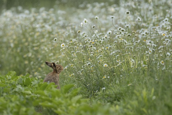 European brown hare (Lepus europaeus) adult animal on the edge of a farmland sugar beet field