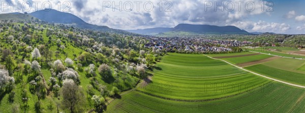 Spring on the Albtrauf of the Swabian Alb. In the Lenninger Valley, fruit trees blossom in the