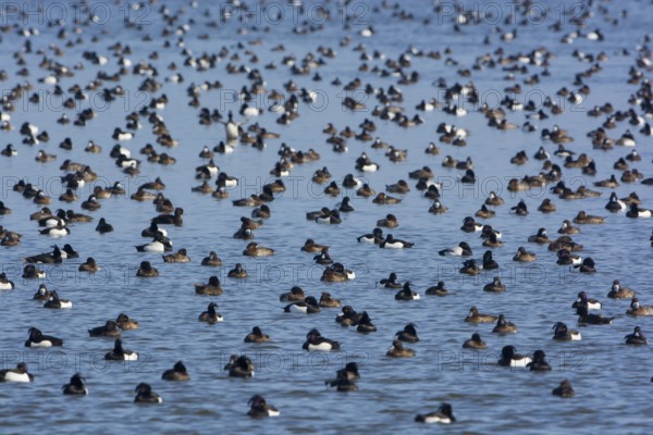 Greater Scaup & Tufted Duck (Aythya marila & Aythya fuligula) huge group on a lake,