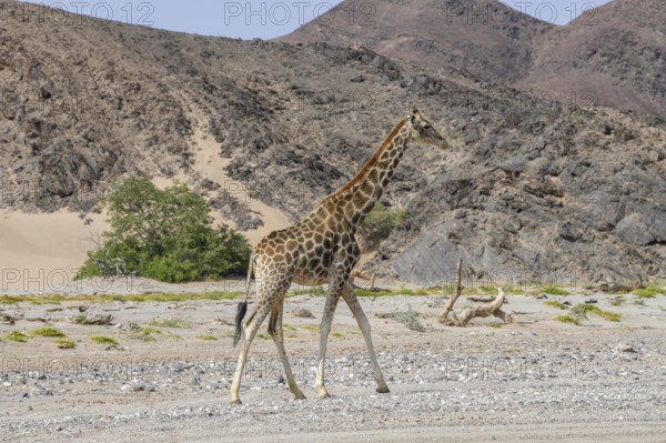 Angola giraffe (Giraffa camelopardalis angolensis) in the Hoanib dry river, Kaokoveld, Kunene