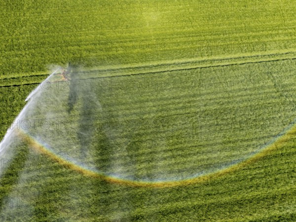 Artificial irrigation of a cereal field in April, with a sprinkler system, long dry spell in spring