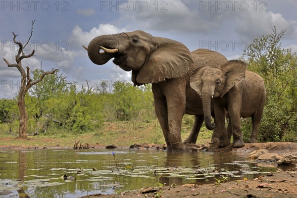 African elephant (Loxodonta africana), adult, bull, male, young, bull with young, at the water,