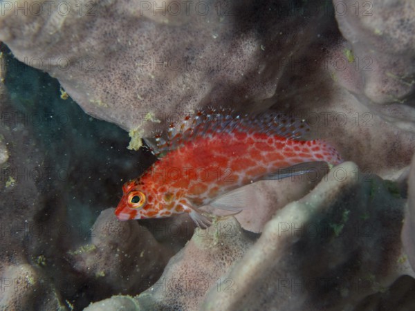 Bright red fish, Coral hawkfish (Cirrhitichthys oxycephalus) resting on a sea sponge, dive site