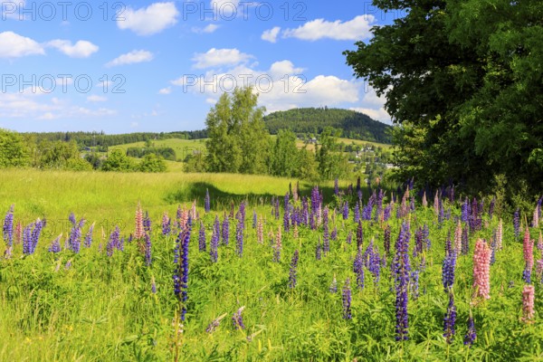 The perennial lupins (Lupinus polyphyllus) bloom in different colours, in the background the