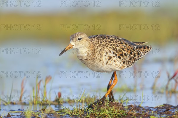 Ruff, (Philomachus pugnax), female searching for food on a moor, wildlife, animals, birds, snipe
