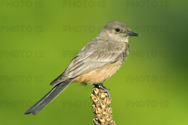 Say's Phoebe Sayornis saya Chiricahua Mountains, Cochise County, Arizona, United States 6 June