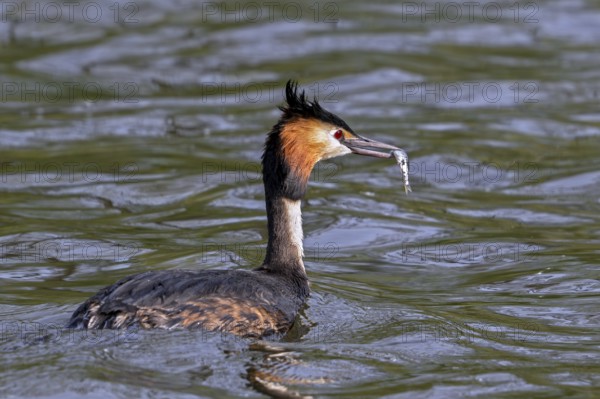 Great crested grebe (Podiceps cristatus) adult in breeding plumage eating fish while swimming in