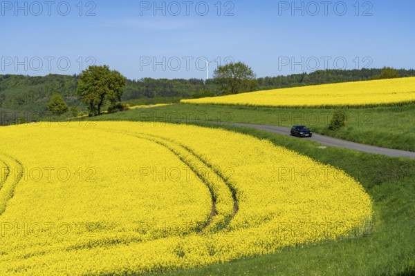 Car on a small country road through rape fields in full bloom, spring in the Elfringhauser Schweiz,
