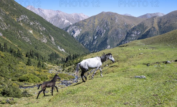 Horses with foals, Keldike Valley on the way to the Ala Kul Pass, Tien Shan Mountains, Kyrgyzstan,