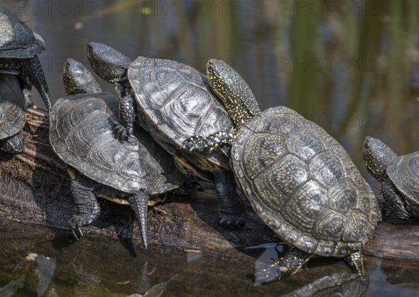 European pond turtles (Emys orbicularis), on a tree trunk, Germany, Europe