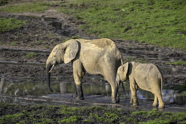 African forest elephants (Loxodonta cyclotis) in the Dzanga Bai forest clearing, Dzanga-Ndoki