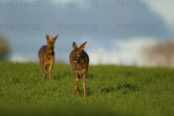 Roe deer (Capreolus capreolus) adult male buck and female doe walking through a springtime cereal
