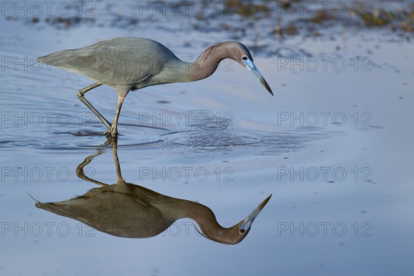 Great Blue Heron (Egretta caerulea), Black Point Wildlife Drive, Titusville, Florida, USA, North