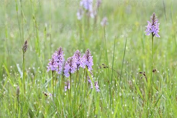Moorland spotted orchid (Dactylorhiza maculata), flowering wild orchid, Lower Rhine, North