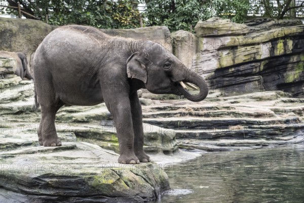 Asian elephant (Elephas maximus), Emmen Zoo, Netherlands
