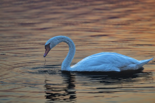 Mute swan (Cygnus olor), sunrise, Hopfensee, near Füssen, Ostallgäu, Allgäu, Upper Swabia, Swabia,