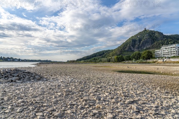 The Rhine at extremely low water, near Bad Honnef Rhöndorf, below the Drachenfels, Nonnenwerth
