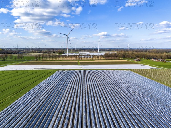 Asparagus fields, asparagus stems under foil, for faster growth, in the background foil greenhouses
