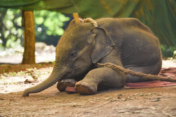 A wild elephant calf, which was rescued after she stray away from her herd, at Assam State Zoo in