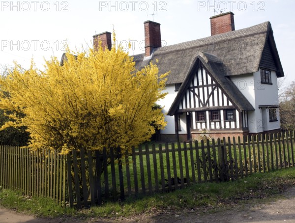 Yellow blossom forsythia plant in garden thatched timbered house, Little Glemham, Suffolk, England,