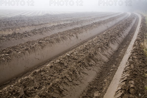 Deep furrows in soil of foggy field being prepared for potato crop, Shottisham, Suffolk, England,