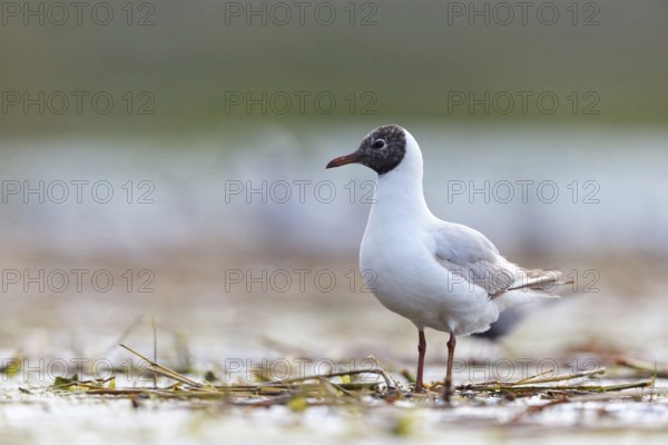 Black-headed gull (Larus ridibundus), Hides de El Taray / Floating Hid, Villafranca de los