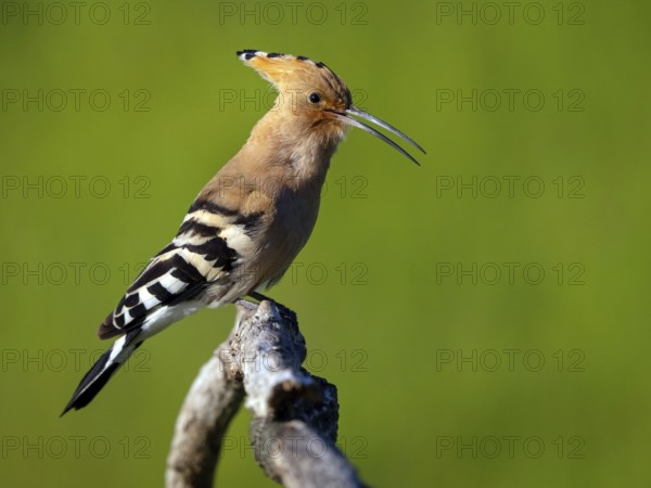 Hoopoe, (Upupa epops), on perch, hoopoe family, formerly raptors, Hides de El Taray / Lesser Kestr,