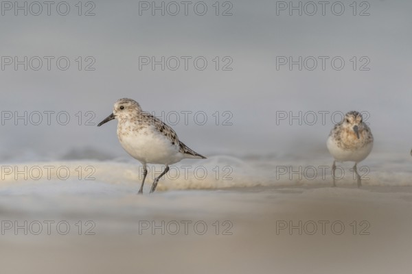 Sanderling (Calidris alba) feeding on a beach. Camaret sur mer, Crozon, Finistere, Brittany,