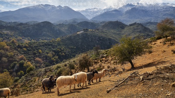 A flock of sheep passes through a rural mountain landscape with green hills and snow-capped