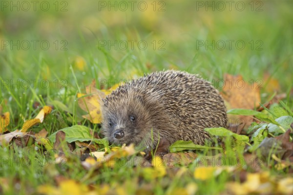 European hedgehog (Erinaceus europaeus) adult animal amongst fallen autumn leaves on a garden lawn,