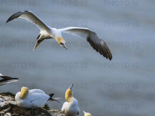 Northern Gannet, Morus bassanus, bird in flight over sea, Bempton Cliffs, North Yorkshire, England,