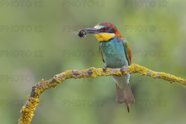 European bee-eater (Merops apiaster), adult bird with bumblebee in beak, wildlife, animals, birds,