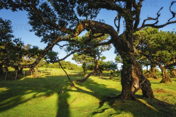 Centuries-old til trees in fantastic magical idyllic Fanal Laurisilva forest on sunset. Madeira