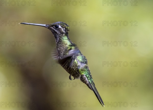 Violet-crowned Brilliant Hummingbird (Eugenes fulgens syn. Eugenes spectabilis) in flight, Los