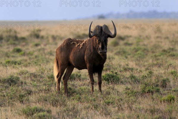 White-tailed wildebeest (Connochaetes gnou), adult, alert, Mountain Zebra National Park, Eastern