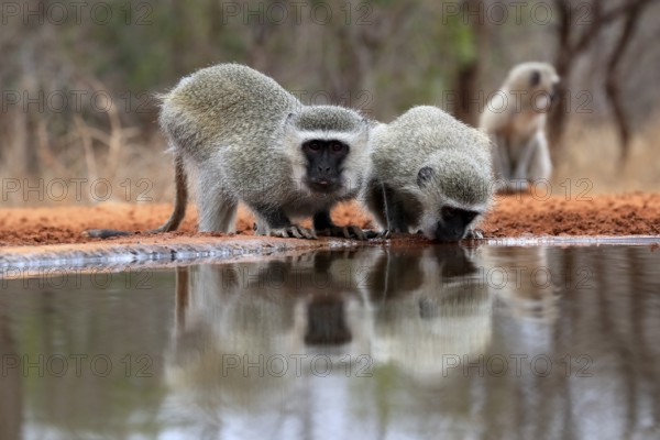 Vervet Monkey (Chlorocebus pygerythrus), adult, two animals, drinking, at the water, Kruger