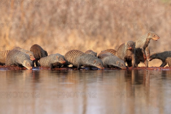 Zebra mongoose (Mungos mungo), adult, group, at the water, drinking, Kruger National Park, Kruger