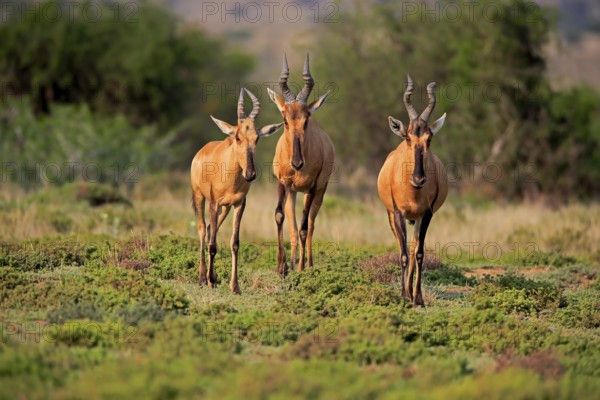 Red hartebeest (Alcelaphus buselaphus caama), kaama, adult, group, foraging, feeding, alert,