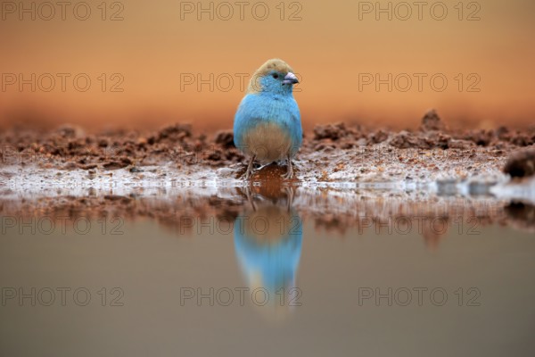 Blue waxbill (Uraeginthus angolensis), Angola butterfly finch, adult, at the water, Kruger National