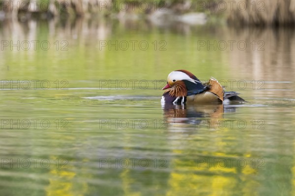 A colourful mandarin duck (Aix galericulata) swims calmly on the water with reflections, Hesse,