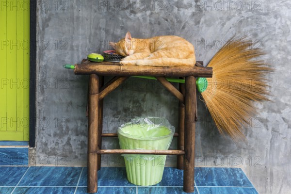Cat sleeping on a table, pet, domestic cat, animal, sleeping, rest, resting, lazy, lazy, serenity,