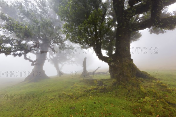 Mystische Szenerie mit grünen moosbedeckten Bäumen im dichten Nebel, der eine friedliche Atmosphäre