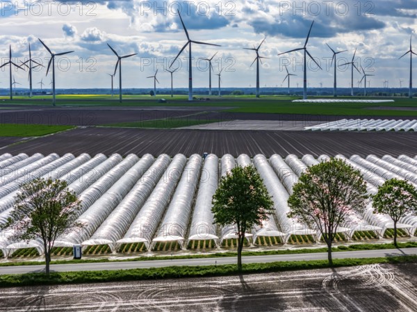 Agriculture, large areas with foil tunnel, for the cultivation of strawberries, freshly cultivated