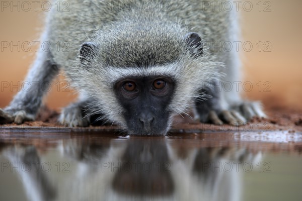Vervet Monkey (Chlorocebus pygerythrus), adult, drinking, portrait, at the water, Kruger National