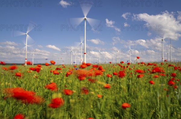 Wind farm, field with flower strips, insect-friendly border of fields with mixed flowers, poppies,