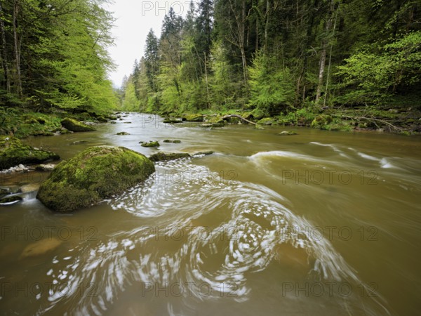 European beech trees shedding leaves, in the foreground moss-covered stones on the river Sihl,