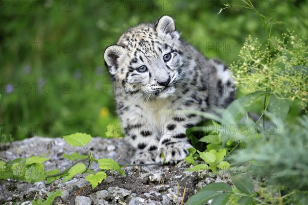 Snow leopard (Uncia uncia), young, sitting on rocks, alert, curious, portrait, endangered species,