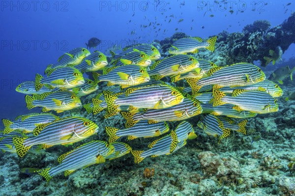 Shoal of Oriental sweetlips (Plectorhinchus vittatus) standing in floats over coral reef, Indian